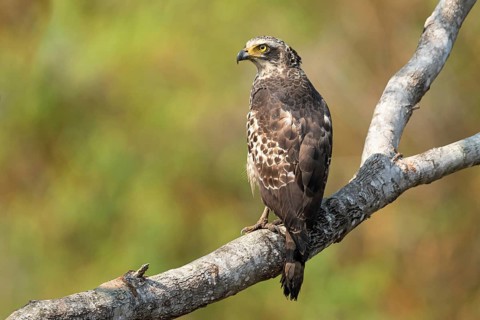 Schlangenweihe (Spilornis cheela) auf ihrem Ansitzast am Gin oya in Sri Lanka