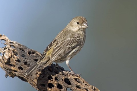 House Finch Carpodacus mexicanus Tucson, Arizona, United States 15 March Adult Female Fringillidae