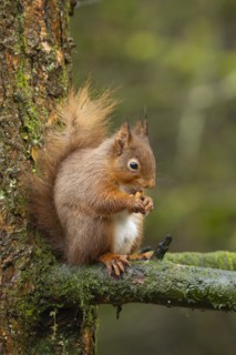 Red squirrel (Sciurus vulgaris) adult animal feeding on a nut on a tree branch, Yorkshire, England,