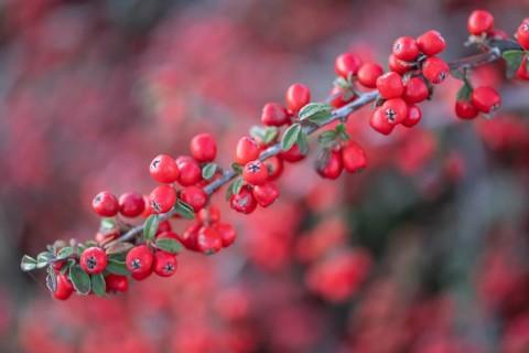 Fan-shaped cotoneaster (Cotoneaster horizontalis), Emsland, Lower Saxony, Germany