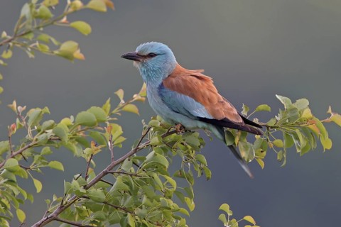 European Roller (Coracias garrulus), Bulgaria