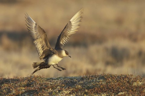 Parasitic Jaeger (Stercorarius parasiticus) flying, Manitoba, Canada