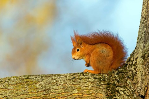 Squirrel, (Sciurus vulgaris vulgaris), animals, mammals, tree squirrel, family of squirrels,