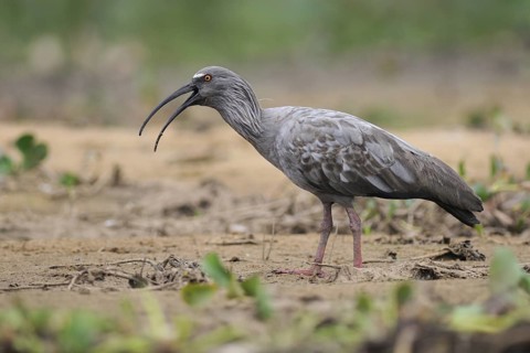 Plumbeous Ibis (Theristicus caerulescens) foraging, Pantanal, Brazil