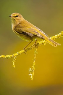 A Common chiffchaff, Phylloscopus collybita, perched elegantly on a moss-covered branch against a