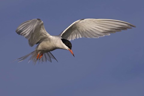 Common Tern (Sterna hirundo) flying, Texel, Netherlands