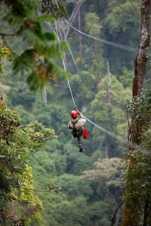 National Park employee with red helmet hangs on zipline in mountain rain forest, Nyungwe National