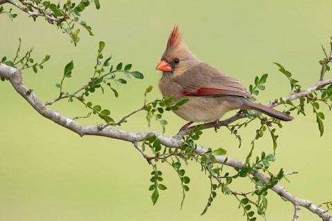 Northern Cardinal (Cardinalis cardinalis) perched on a branch, Texas, USA