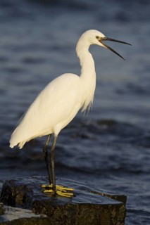 Little Egret (Egretta garzetta), Asturias, Spain