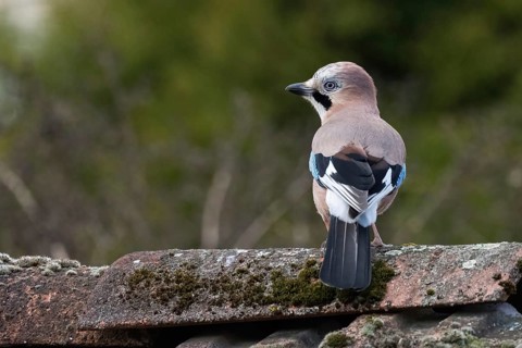 A jay (Garrulus glandarius) sitting on a moss-covered tiled roof, with a quiet forest background,