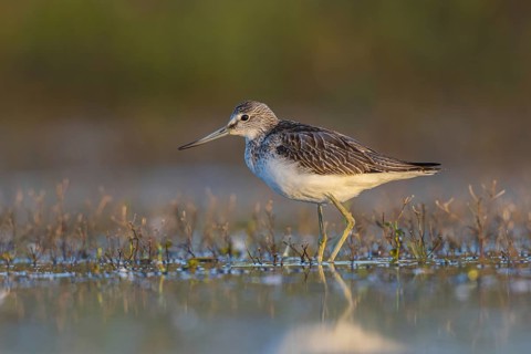 Common Greenshank (Tringa nebularia) foraging, North Rhine-Westphalia, Germany