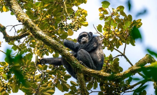 Chimpanzee (Pan Troglodytes), adult male in a tree, eating fruit, Murchison Falls National Park,