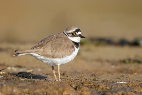 Little Ringed Plover (Charadrius dubius), North Rhine-Westphalia, Germany