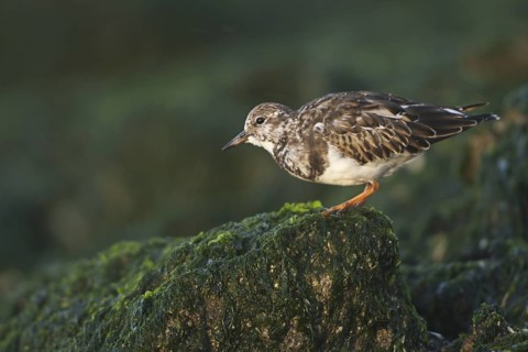 Ruddy Turnstone (Arenaria interpres), Netherlands