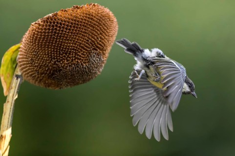 Great Tit (Parus major) at a sunflower (Helianthus annuus), Mecklenburg-Western Pomerania, Germany