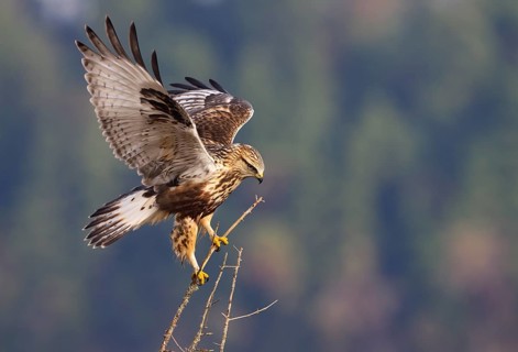 Rough-legged Hawk (Buteo lagopus) at Nanimo River Estuary