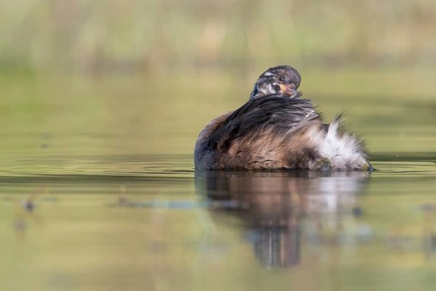 Little Grebe (Tachybaptus ruficollis) juvenile, Saxony, Germany