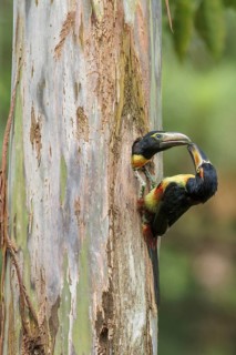 Collared Aracari (Pteroglossus torquatus) perched on a branch in Costa Rica