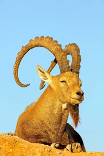 Nubian ibex, Nubian ibex, (Capra nubiana), animals, mammals, ibex, Ben Gurion's Tomb, Midreshet