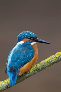 Common kingfisher (Alcedo atthis) adult male bird on a tree branch, England, United Kingdom