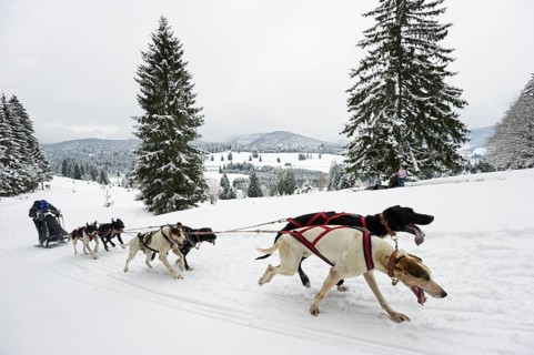Sled dog racing, Todtmoos, Black Forest, Baden-Württemberg, Germany