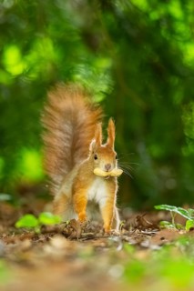 Red squirrel (Sciurus vulgaris) in a forest, Bavaria, Gernany