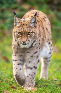 Eurasian lynx (Lynx lynx), in a forest, captive, Bavaria, Germany