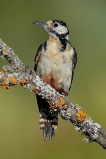 Great Spotted Woodpecker (Dendrocopos major) female perched on lichen branch, Andalusia, Spain