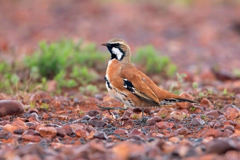 Cinnamon Quail-thrush (Cinclosoma cinnamomeum) male, South Australia, Australia