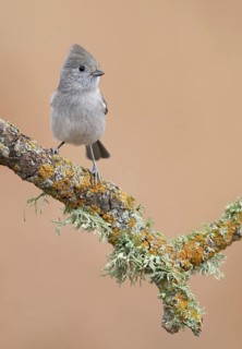 Oak Titmouse (Baeolophus inornatus) perched on a branch, California, USA