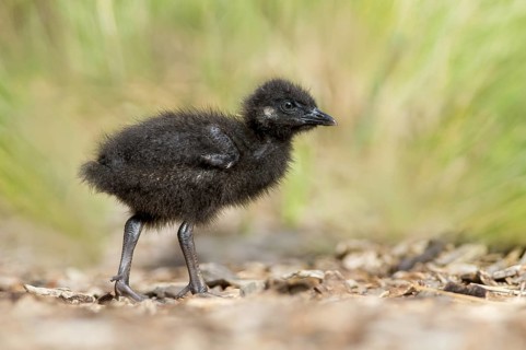 Buff-banded Rail (Gallirallus philippensis) chick, Victoria, Australia