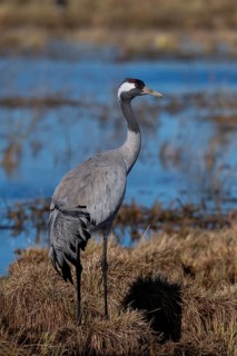 Common crane (Grus grus), Hornborga, Sweden