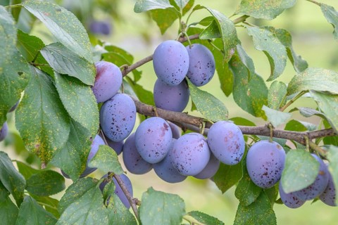 Plum (Prunus domestica 'Hauszwetsche' - Etscheid),  Germany