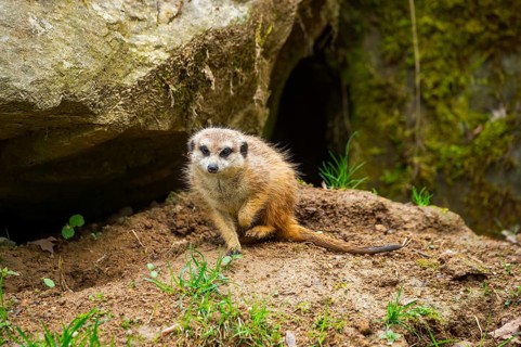 Meerkat (Suricata suricatta) on the ground, curious, Germany
