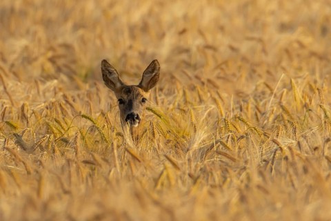 Roe deer (Capreolus capreolus) adult animal female doe in a farmland barley field in summer,