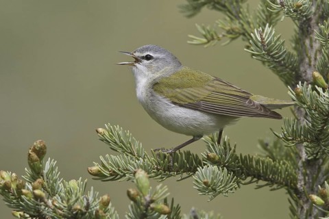 Tennessee Warbler (Leiothlypis peregrina) singing, Manitoba, Canada
