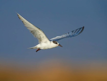 White-bearded Tern, White-bearded Tern, (Chlidonias hybridus), (Chlidonias hybrida), Marsh Tern