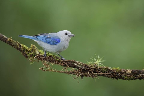 Blue-gray tanager on cloud forest branch. Blue-gray tanagers are resident birds that travel with a