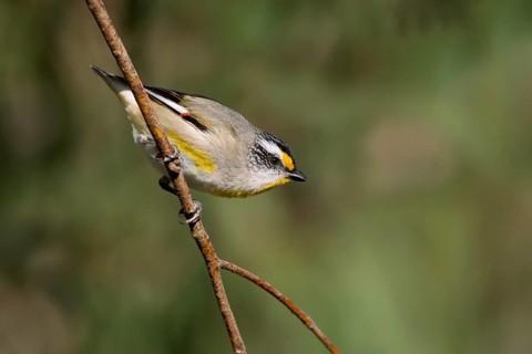 Striated Pardalote (Pardalotus striatus substriatus), Victoria, Australia