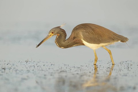 Tricolored Heron (Egretta tricolor), Florida, USA