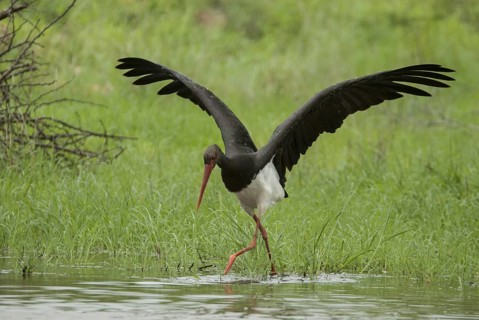 Black Stork (Ciconia nigra) foraging, Mpumalanga, South Africa
