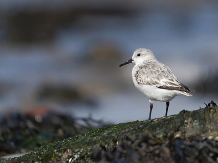 Sanderling (Calidris alba), Schleswig-Holstein, Germany