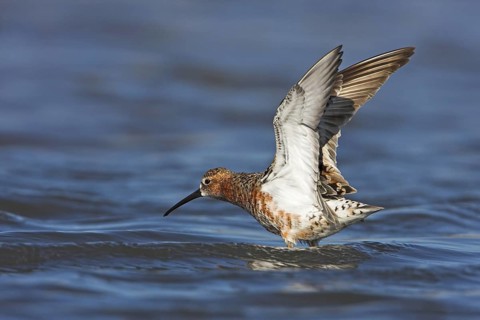 Curlew Sandpiper (Calidris ferruginea), Lesvos, Greece