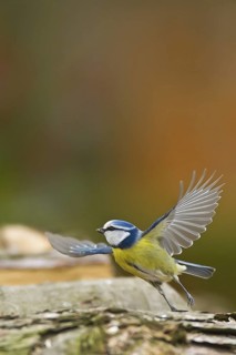 Eurasian Blue Tit (Cyanistes caeruleus), Schleswig-Holstein, Germany