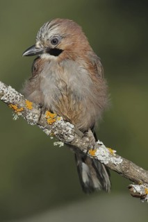 Eurasian Jay (Garrulus glandarius), Andalusia, Spain