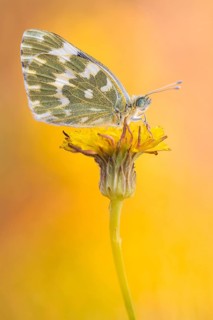 Resedafalter Puppe (Pontia edusa) 08