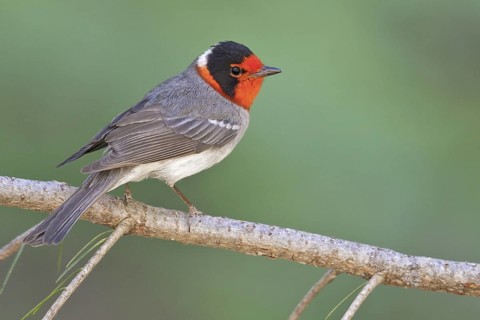 Red-faced Warbler (Cardellina rubrifrons) perched on a branch in southern Arizona, USA