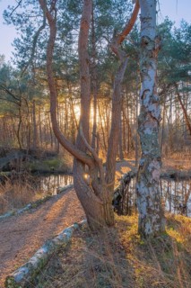 View of a backlit path in the moor adventure trail, Sonnenstrahl, Otternhagener Moor, Resse,