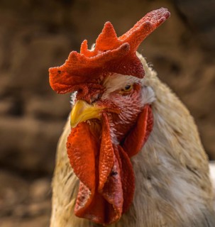 Looking at a white rooster with a red crest in a pen in the Basque country