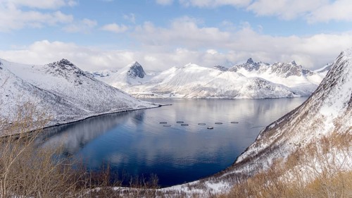 Aerial view of a fish farm in the waters of Husoy, Norway, surrounded by dramatic snow-covered